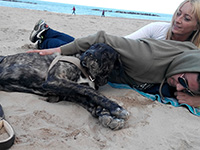 italian cane corso on the beach